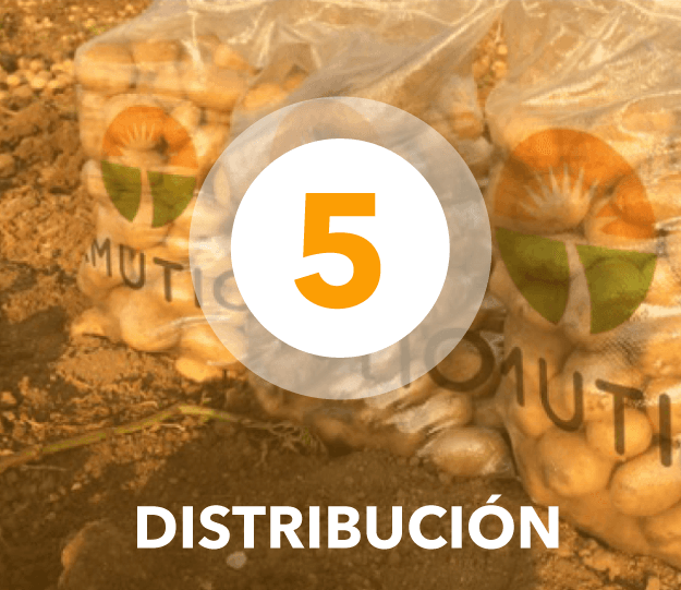 Distribución de Patata por Grupo Amutio